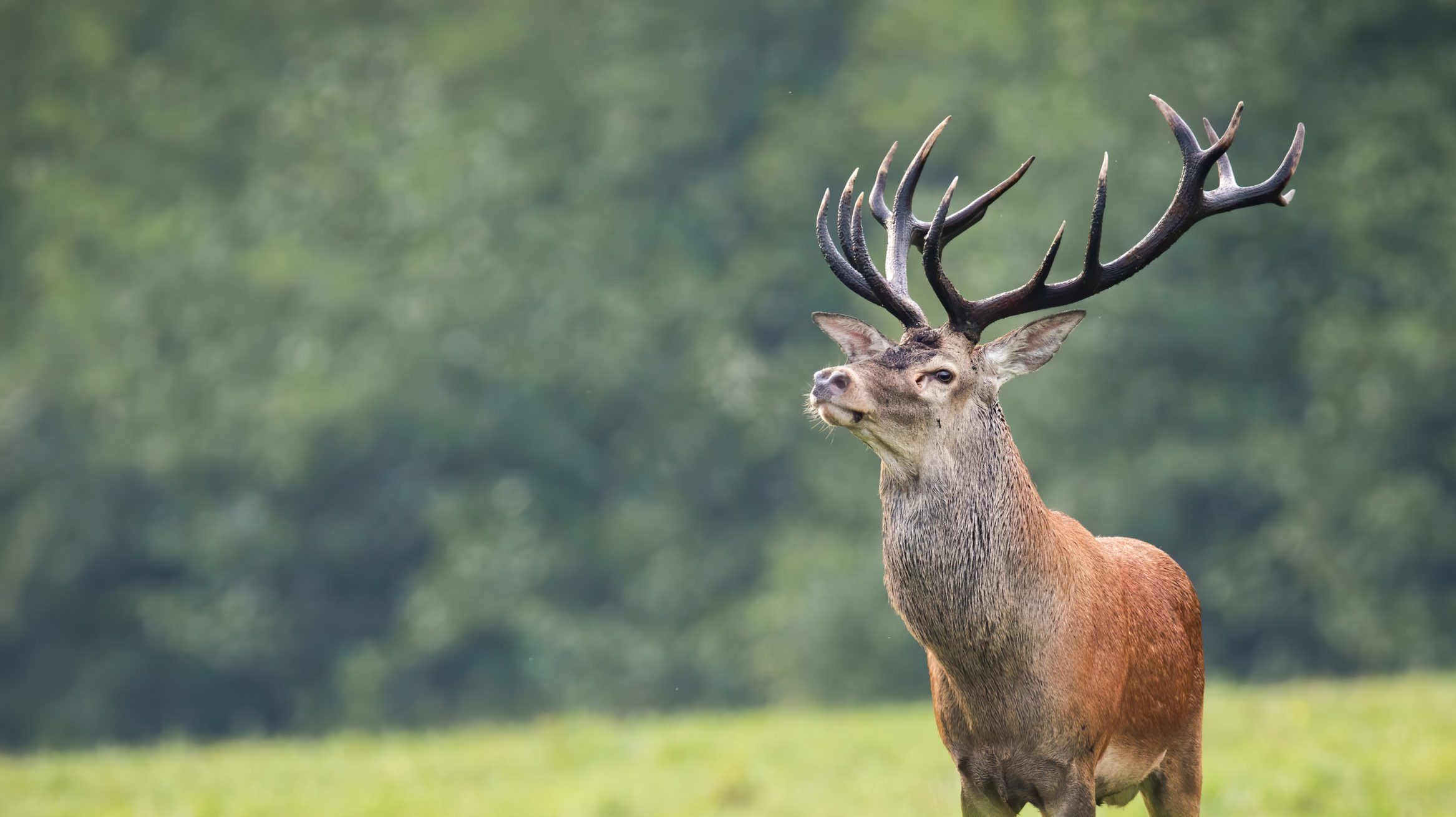 Alert red deer stag standing on hay field with green grass in autumn
