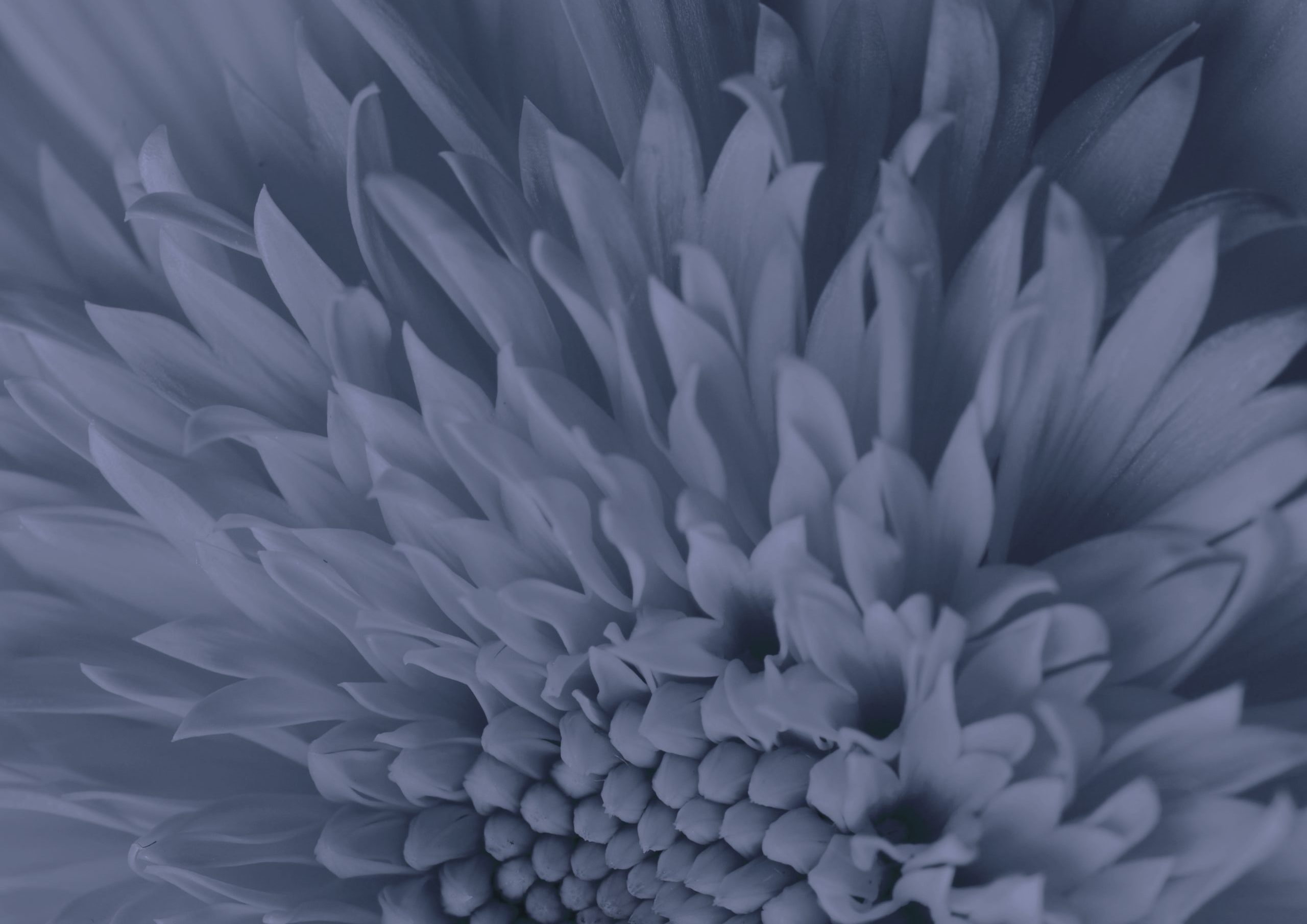 Flower Blackberrypage 0001